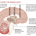 Your Brain on Love [infographic]