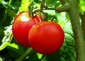 tomatoes2