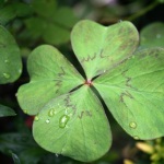 Quotes of Luck, Family & Abundance for St. Patrick’s Day