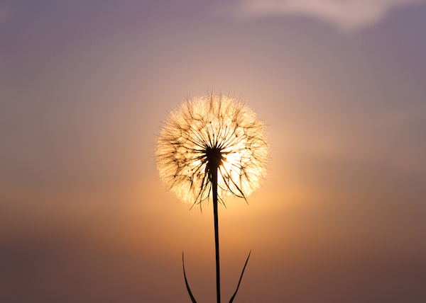 Wish flower sales