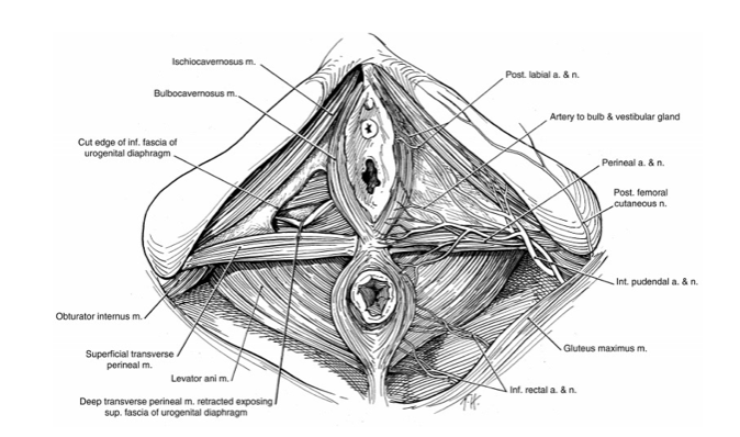 The Birds & The Bees: Understanding the Female Pelvic Floor male figure diagram 